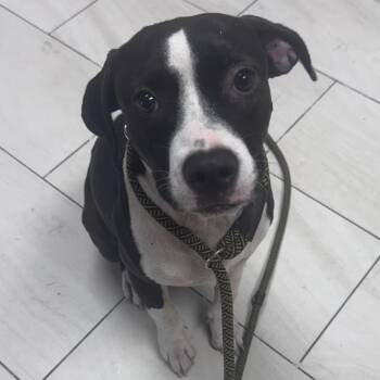 Honeybee -  Mixed Breed Dog for Adoption in Lufkin, Texas - Honeybee | PetCurious