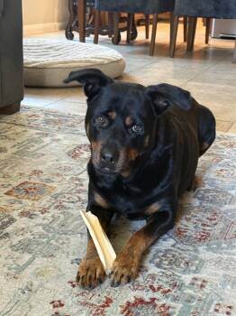 Diesel -  Rottweiler Dog for Adoption in The Woodlands, Texas - Diesel | PetCurious