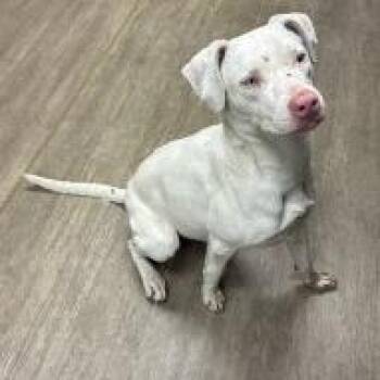 Pointer and Terrier Dogs Available for Adoption - Sugarplum | PetCurious