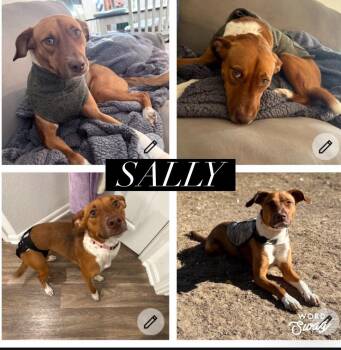 Beagle and Rat Terrier Dogs Available for Adoption - Sally | PetCurious