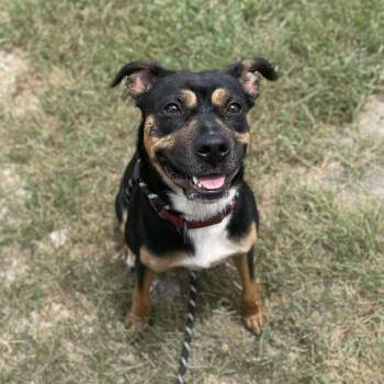 Rescue Terrier Dogs for Adoption in Center Point, Texas - Freida | PetCurious