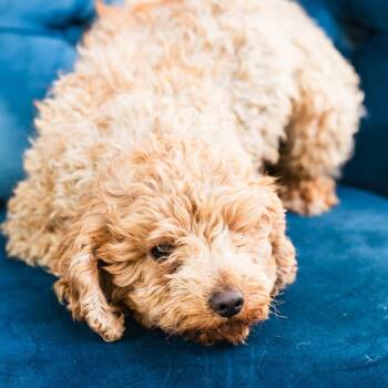 Poodle Dogs Available for Adoption in Zionsville, Indiana - Bailey | PetCurious
