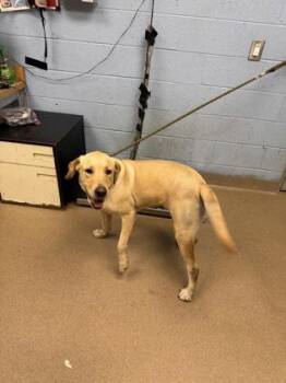 Lobot -  Mixed Breed Dog for Adoption in Chamblee, Georgia - Lobot | PetCurious