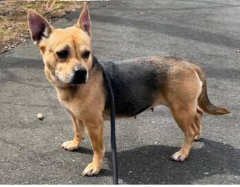Corgi and German Shepherd Dog Dogs Available for Adoption in Sayreville, New Jersey - Lucy | PetCurious