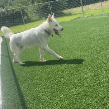 Teddy -  Husky Dog for Adoption in Brookfield, Missouri - Teddy | PetCurious