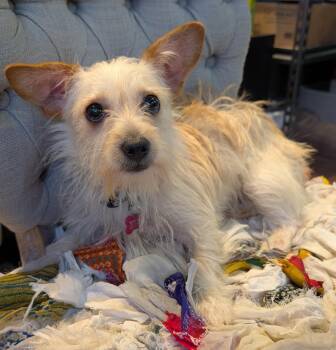 Maltese and Terrier Dogs Available for Adoption in Thousand Oaks, California - Millie Rose | PetCurious