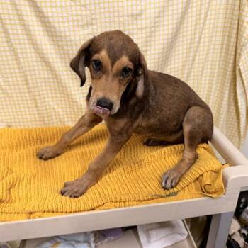 RUFUS -  Black And Tan Coonhound and Mixed Breed Dog for Adoption in Modesto, California - RUFUS | PetCurious