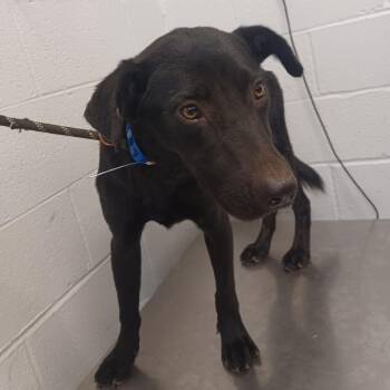 Barnacle Boy -  Labrador Retriever and Collie Dog for Adoption in Hattiesburg, Mississippi - Barnacle Boy | PetCurious