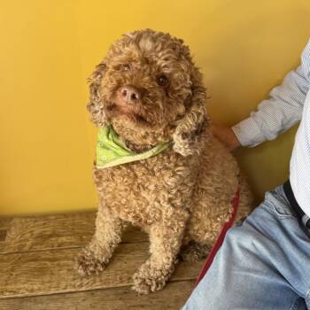 Jenny -  Poodle and Cocker Spaniel Dog for Adoption in Boulder, Colorado - Jenny | PetCurious