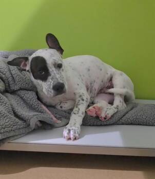 BUTTER -  Australian Cattle Dog Blue Heeler and Pit Bull Terrier Dog for Adoption in St. Peters, Missouri - BUTTER | PetCurious