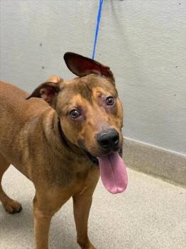 DERP THE MERP -  Labrador Retriever and Mixed Breed Dog for Adoption in Las Vegas, Nevada - DERP THE MERP | PetCurious