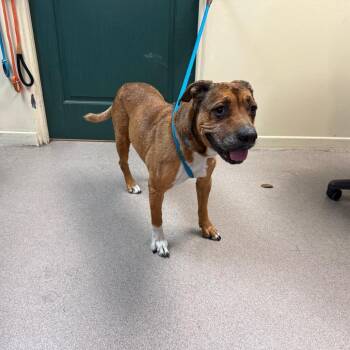 Pit Bull Terrier Dogs Available for Adoption in Pasadena, California - Toncha | PetCurious