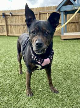 Cattle Dog Dogs Available for Adoption in Independence, Missouri - Baby | PetCurious