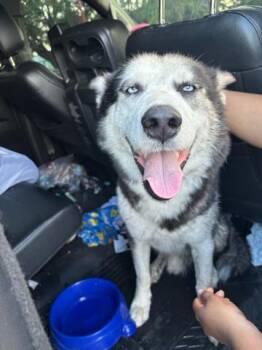 Mixed Breed Dogs Available for Adoption in West Palm Beach, Florida - FRANZ | PetCurious