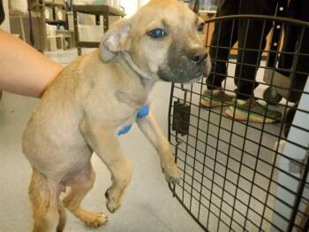 Pit Bull Terrier Dogs Available for Adoption in San Jose, California - A1408004 | PetCurious
