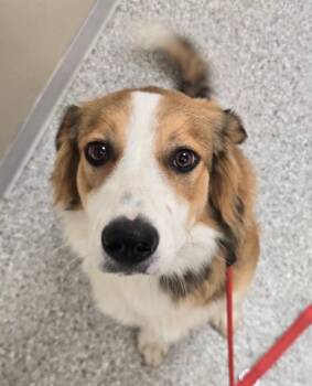 Hunter -  English Shepherd Dog for Adoption in Viroqua, Wisconsin - Hunter | PetCurious
