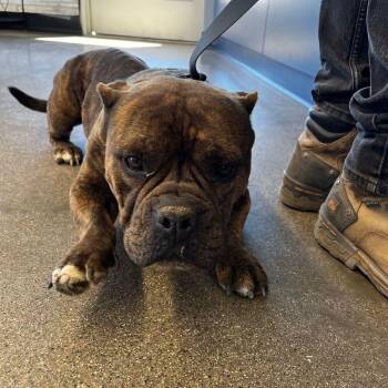 English Bulldog Dogs Available for Adoption in Kingman, Arizona - Baby | PetCurious