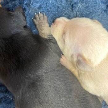 Glacier -  Chihuahua and Mixed Breed Dog for Adoption in Hawthorne, California - Glacier | PetCurious