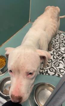 Rescue Pit Bull Terrier Dogs for Adoption in Roanoke, Virginia - Diet Coke | PetCurious