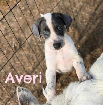 Great Pyrenees and Labrador Retriever Dogs Available for Adoption in Lutz, Florida - Averi | PetCurious