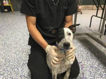 SHARKY -  Australian Cattle Dog Blue Heeler Dog for Adoption in Thousand Palms, California - SHARKY | PetCurious
