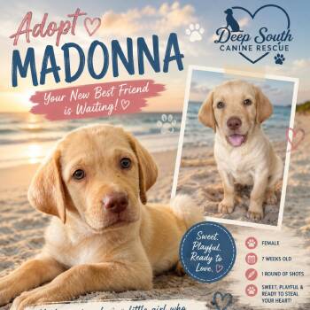 Madonna 4971 -  Mixed Breed Dog for Adoption in Loxahatchee Groves, Florida - Madonna 4971 | PetCurious