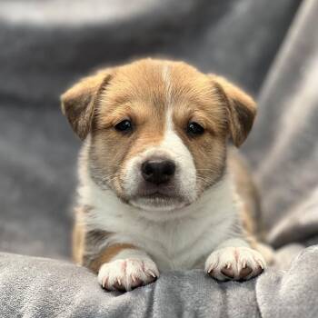 Spaniel and Shepherd Dogs Available for Adoption in San Diego, California - Japan Pup - Tahara | PetCurious
