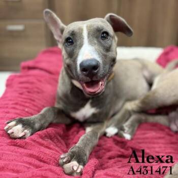 ALEXA -  Pit Bull Terrier and Mixed Breed Dog for Adoption in Conroe, Texas - ALEXA | PetCurious