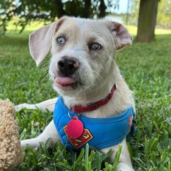 Castiel Goose -  Wirehaired Terrier and Chihuahua Dog for Adoption in Friendswood, Texas - Castiel Goose | PetCurious