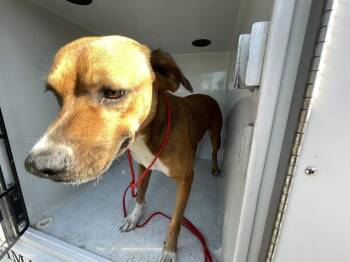 Rescue Pit Bull Terrier and Mixed Breed Dogs for Adoption in Houston, Texas - A644466 | PetCurious