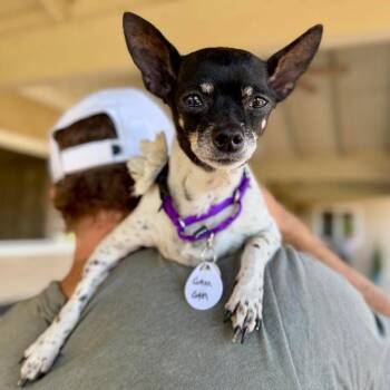 Gam Gam -  Chihuahua Dog for Adoption in Ramona, California - Gam Gam | PetCurious
