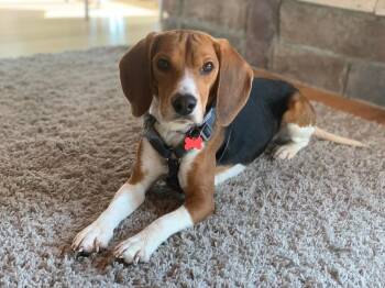 Otis -  Beagle Dog for Adoption in Minneapolis, Minnesota - Otis | PetCurious