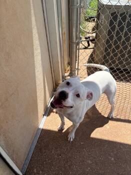 Lonnie -  Pit Bull Terrier Dog for Adoption in Bossier City, Louisiana - Lonnie | PetCurious