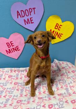 Mixed Breed Dogs Available for Adoption - Kiki | PetCurious