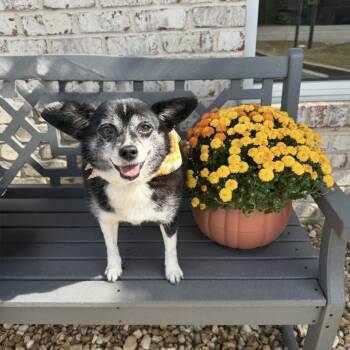 Rescue Chihuahua Dogs for Adoption in Helena, Alabama - Chloe | PetCurious