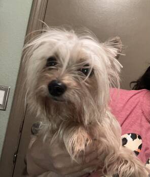 Yorkshire Terrier Dogs Available for Adoption in Henderson, Nevada - Blaze | PetCurious