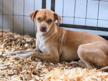 WINSTON -  Chihuahua and Miniature Pinscher Dog for Adoption in Fosters, Alabama - WINSTON | PetCurious
