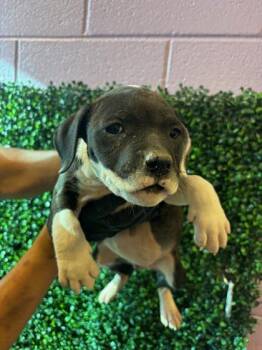 Mixed Breed Dogs Available for Adoption - 60677657 | PetCurious