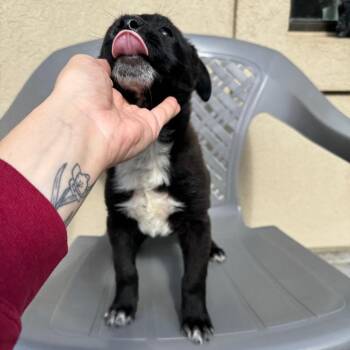 Olive(Powerade) -  Cattle Dog and Mixed Breed Dog for Adoption in Parkersburg, West Virginia - Olive(Powerade) | PetCurious