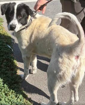 Great Pyrenees Dogs Available for Adoption in Elizabethton, Tennessee - CHECKERS | PetCurious
