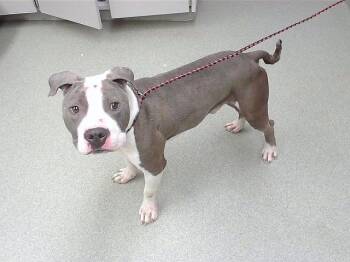 LAMBDA -  Boxer and Mixed Breed Dog for Adoption in Omaha, Nebraska - LAMBDA | PetCurious