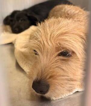 Terrier Dogs Available for Adoption in Fort Myers, Florida - LONDON | PetCurious