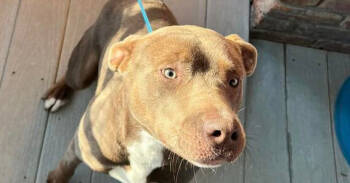 Rescue Pit Bull Terrier Dogs for Adoption in Troy, Alabama - Diesel | PetCurious