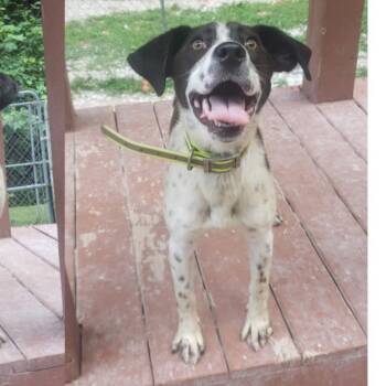 Rescue Spaniel and Hound Dogs for Adoption in Ringwood, New Jersey - Bullwinkle | PetCurious