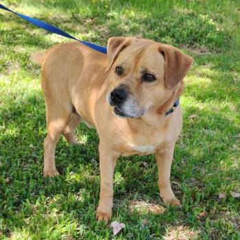 Champ -  Labrador Retriever Dog for Adoption in Zuni, Virginia - Champ | PetCurious