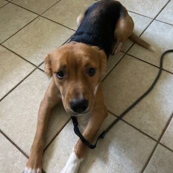 Rescue German Shepherd Dog and Pit Bull Terrier Dogs for Adoption in Lynchburg, Virginia - Bear | PetCurious