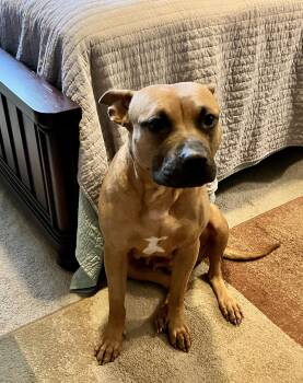 Black Mouth Cur Dogs Available for Adoption in Mobile, Alabama - ~ Courtesy ~ Nova | PetCurious