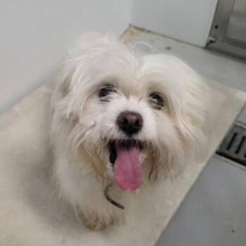 Belinda -  Mixed Breed Dog for Adoption in Edwardsville, Illinois - Belinda | PetCurious