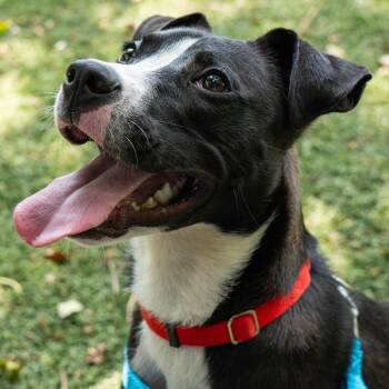 Pit Bull Terrier Dogs Available for Adoption in Baltimore, Maryland - Sable | PetCurious