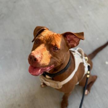 Omri -  Labrador Retriever Dog for Adoption in Chattanooga, Tennessee - Omri | PetCurious